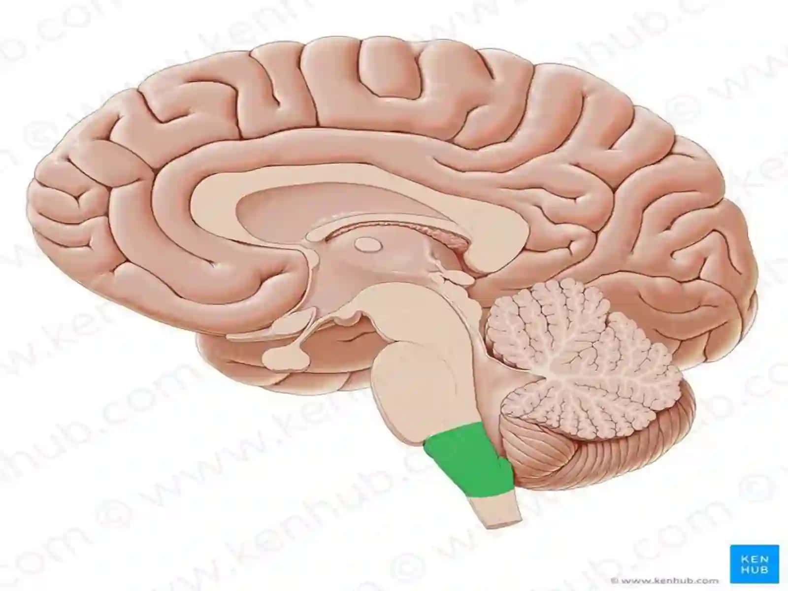 Neuroanatomiya 2