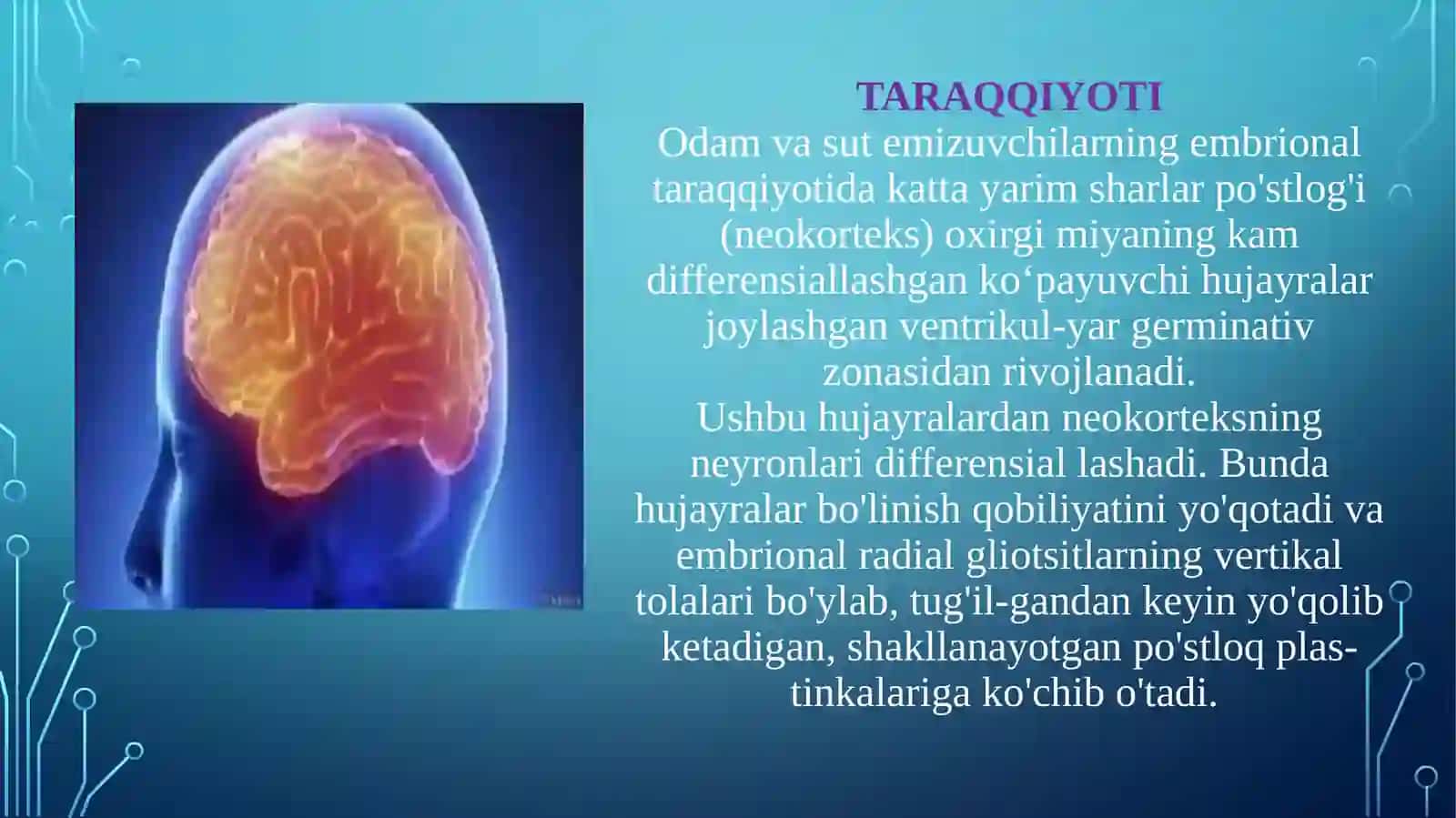 Bosh miya yarim sharlari po‘stlog‘ining morfogenezi va tuzilishi 2