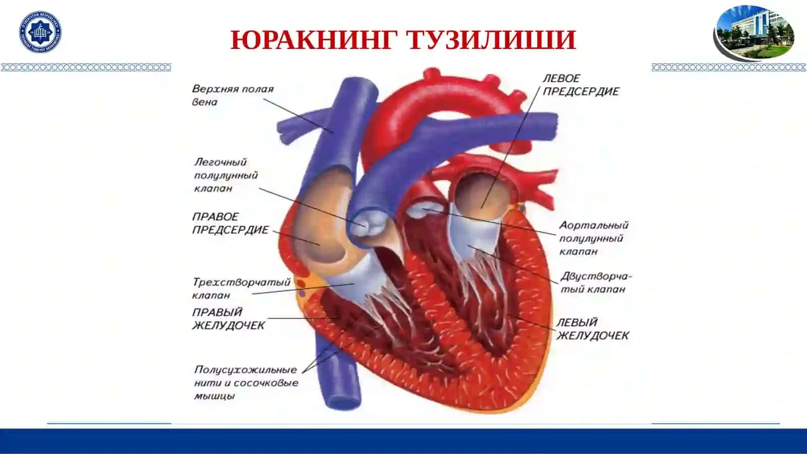 ЮРАК-ҚОН ТОМИР ТИЗИМИ ЭМБРИОГЕНЕЗИ. ҲОМИЛАДА ҚОН АЙЛАНИШИ. БОЛА ТУҒИЛГАНДАН СЎНГ ҚОН АЙЛАНИШ ЖАРАЁНИ 2