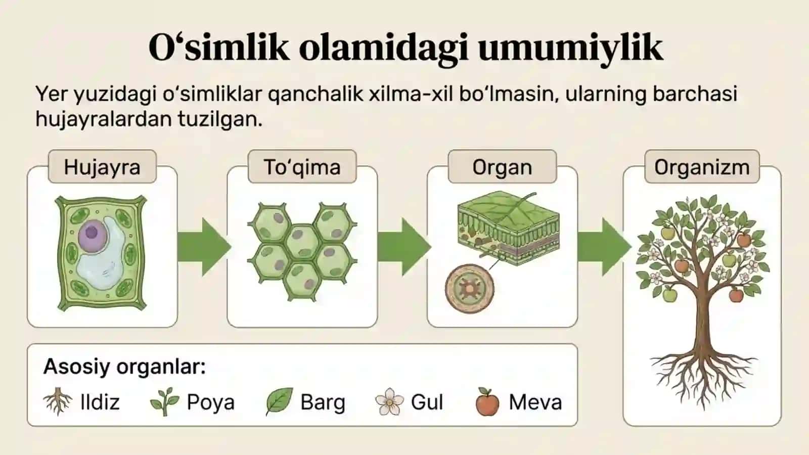 O'simlik - yaxlit organizm 2