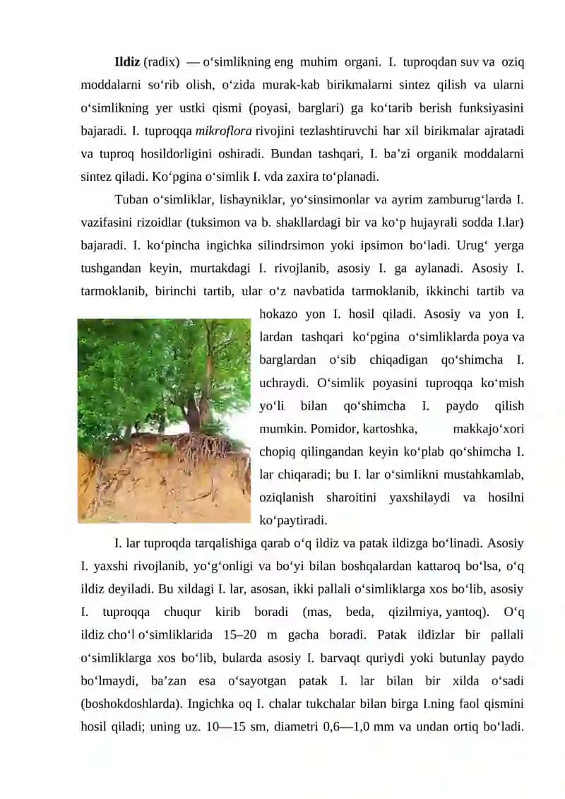 Ildiz va uning vazifalari 2