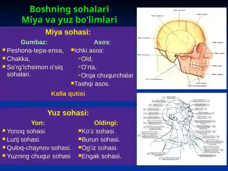 Bosh sohasi miya qismining klinik anatomiyasi 2