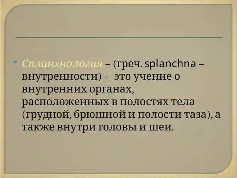 Спланхнология 2