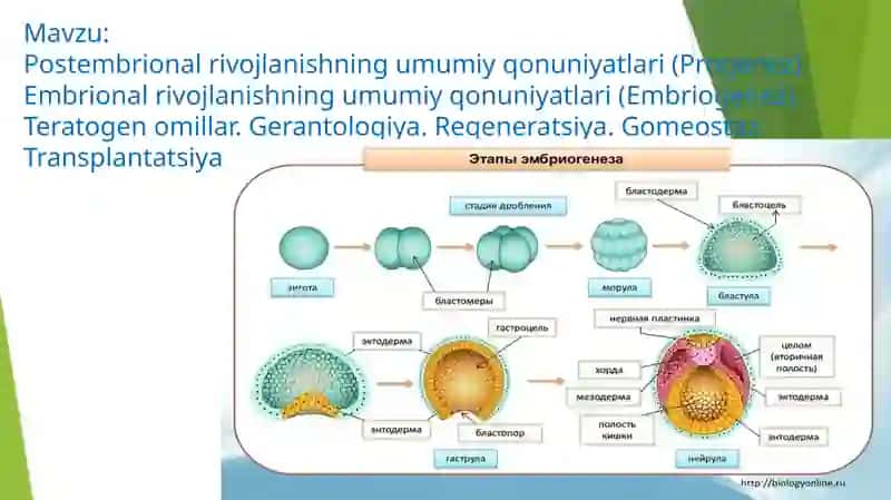 Postembrional rivojlanishning umumiy qonuniyatlari 2