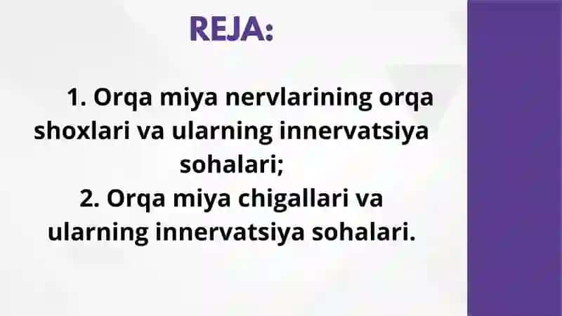 ORQA MIYA NERVLARI 2