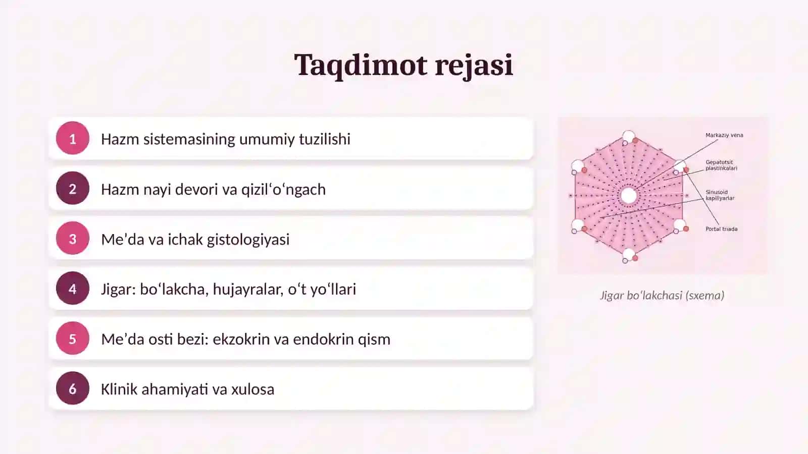 Ovqat hazm qilish sistemasi. Meʼda osti bezi va jigar (gistologiya) 2