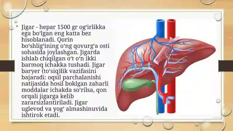 Jigar meʼda osti bezi, tuzilishi, topgrafiya shakli 2