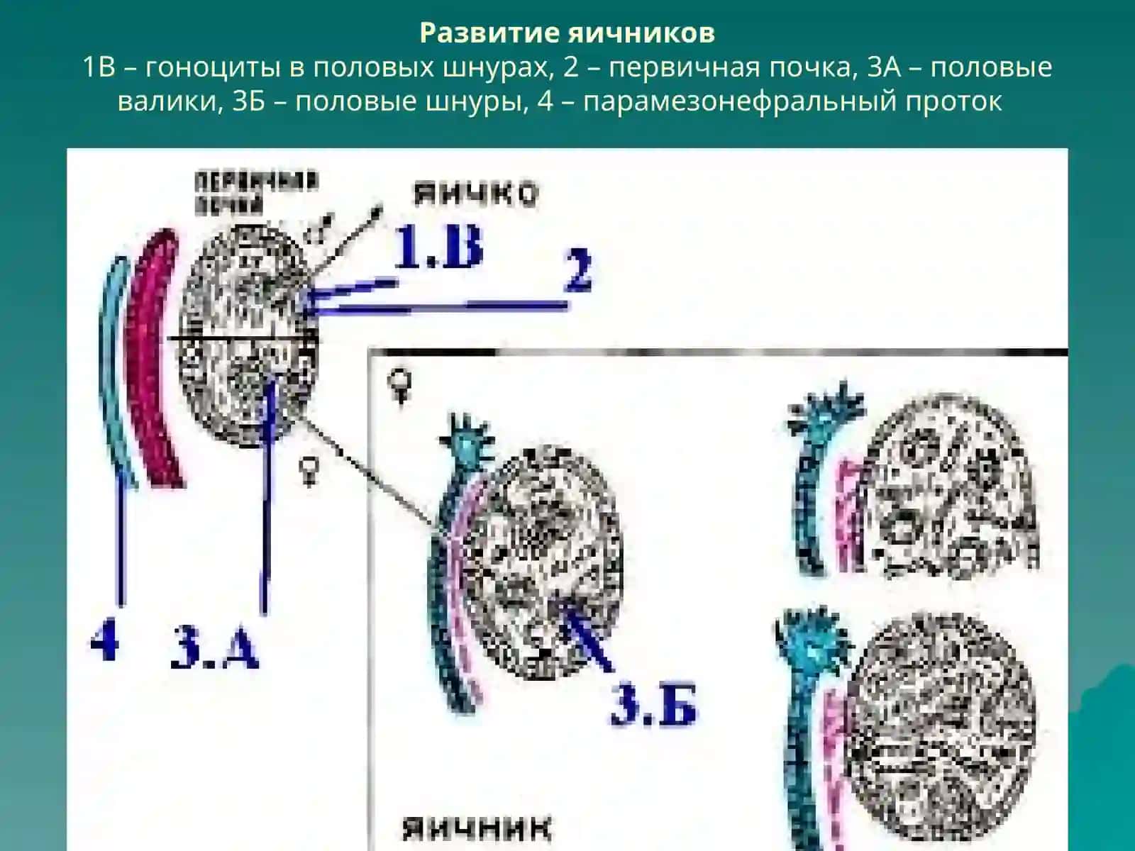 Женские половые органы 2