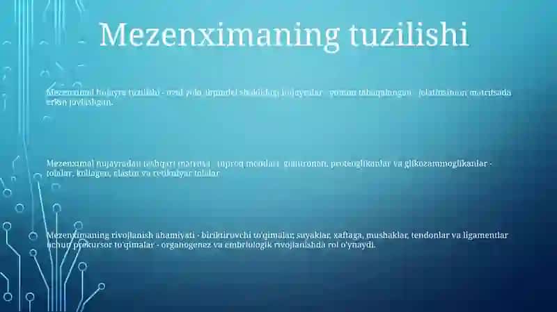 Mezenximaning Tuzilishi Va Ahamiyati 2