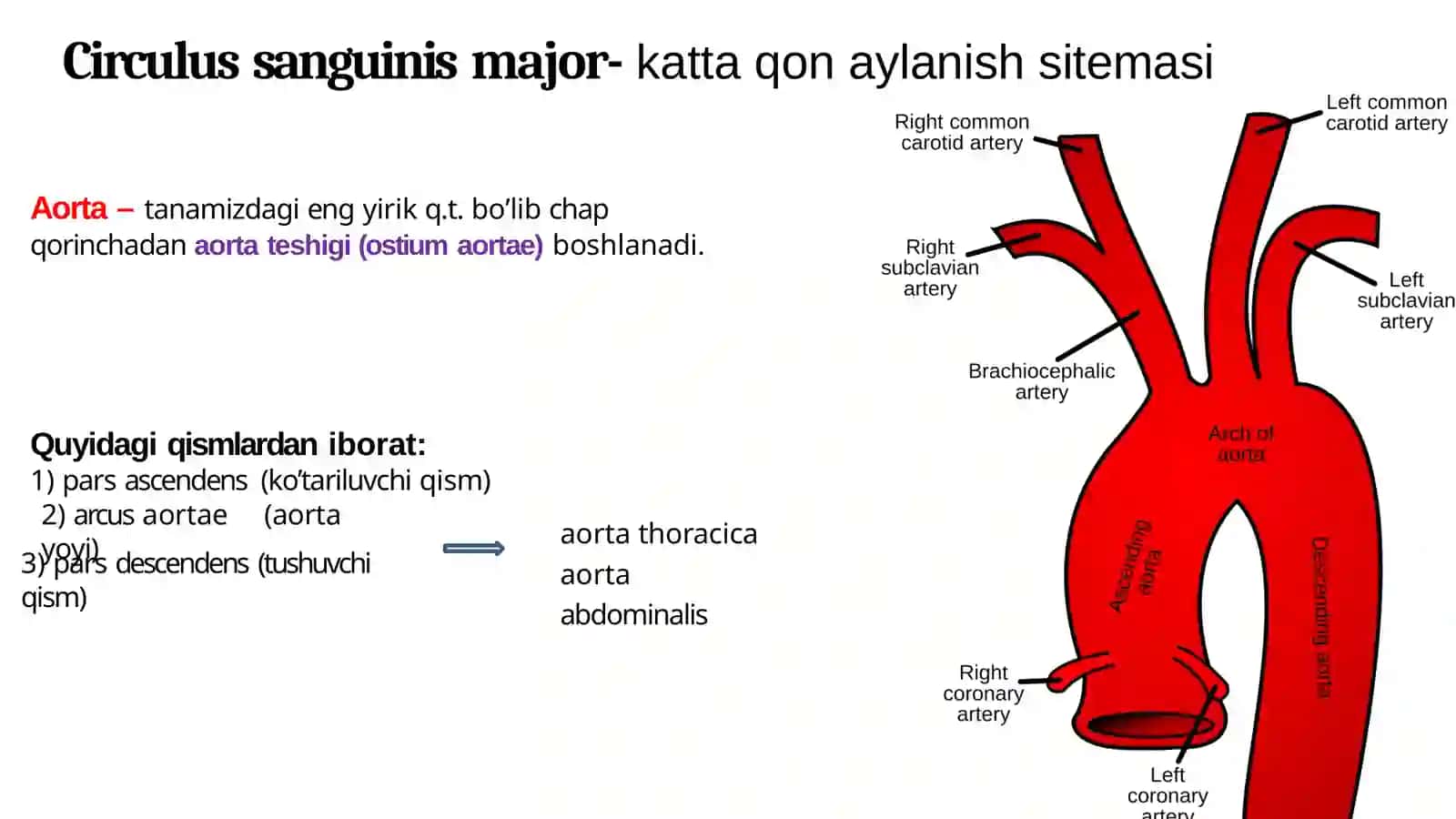 Aorta, aorta ravog‘i, umumiy va tashki uyku arteriyasi. Ichki uyku arteriyasi. Bosh miyaning qon bilan ta’minlanishidagi o‘ziga xoslik 2