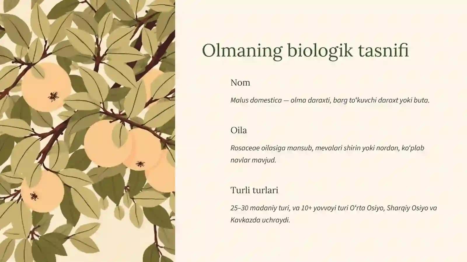 Olma 2