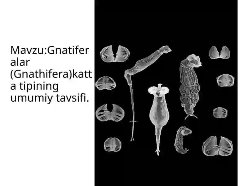 Rahimova Fazilat Zoologiya fanidan tayyorlagan slayd 2
