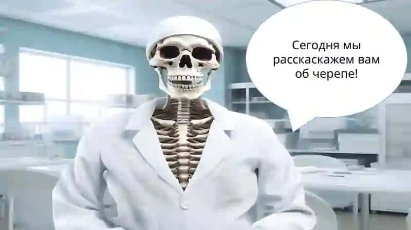 головная череп 2