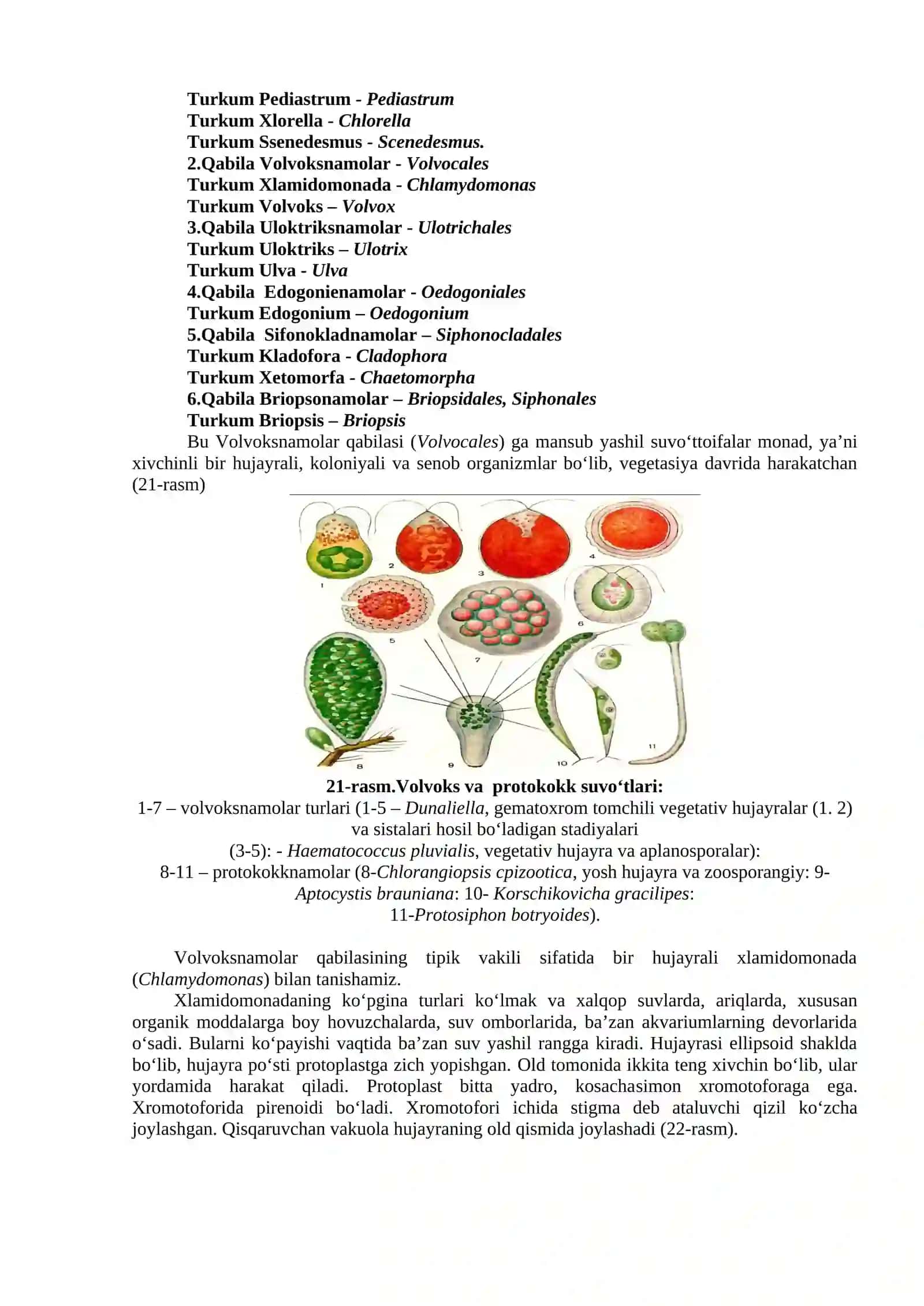 Yashil suvo‘ttoifalar bo‘limi (Chlorophyta) 2