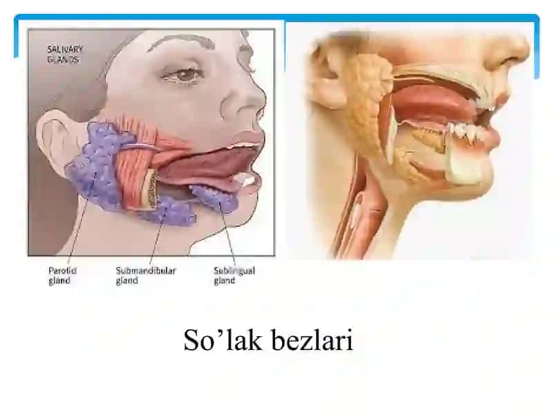 Og’iz bo’shlig’ida himoya- bar’er kompleksi tizimi. So’lak tarkibi va uning kariyes profilaktikasidagi ahamiyati. 2
