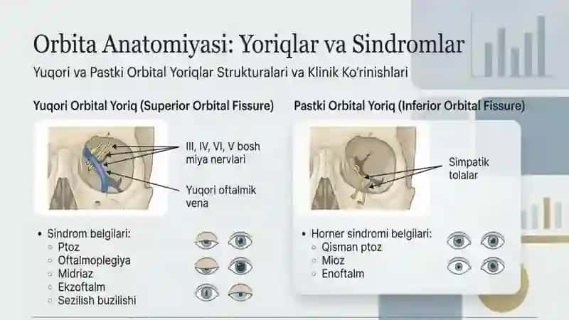 Orbitafunksionalanatomiyasi o'smalari 2