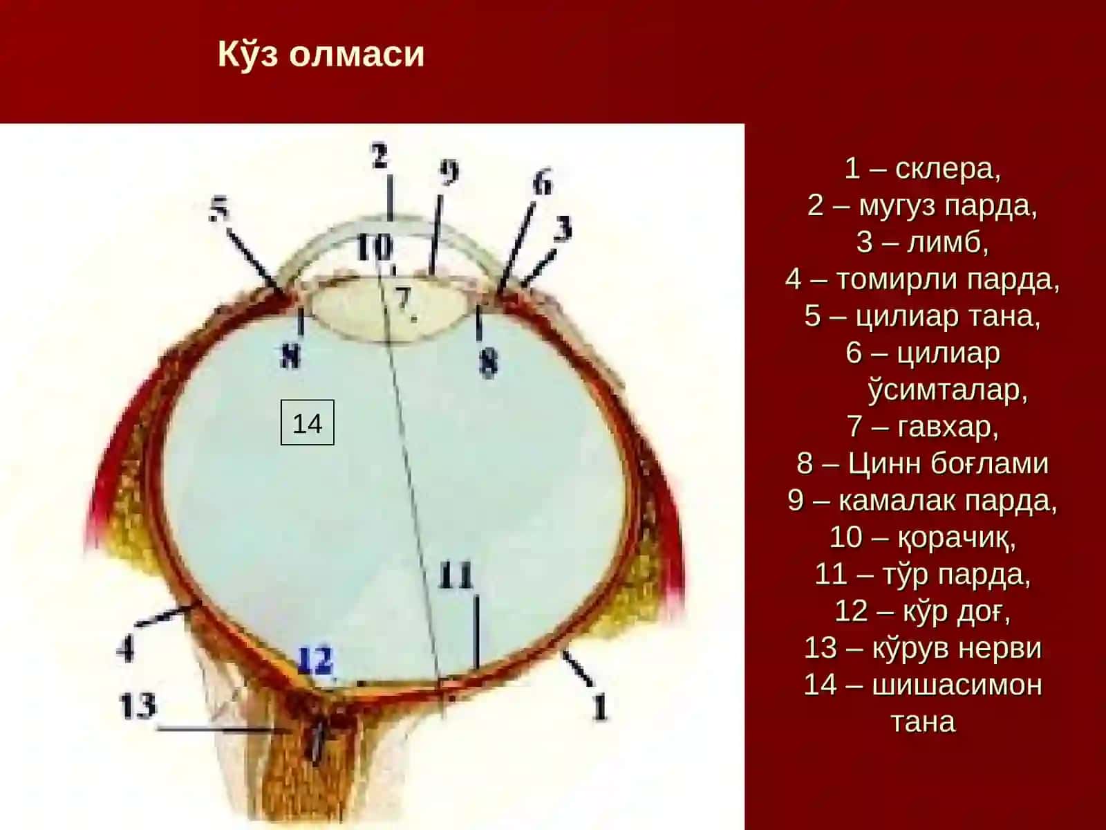 СЕЗУВ АЪЗОЛАРИ 2