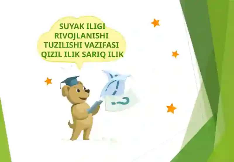 SUYAK ILIGI RIVOJLANISHI  TUZILISHI VAZIFASI  QIZIL ILIK SARIQ ILIK 2