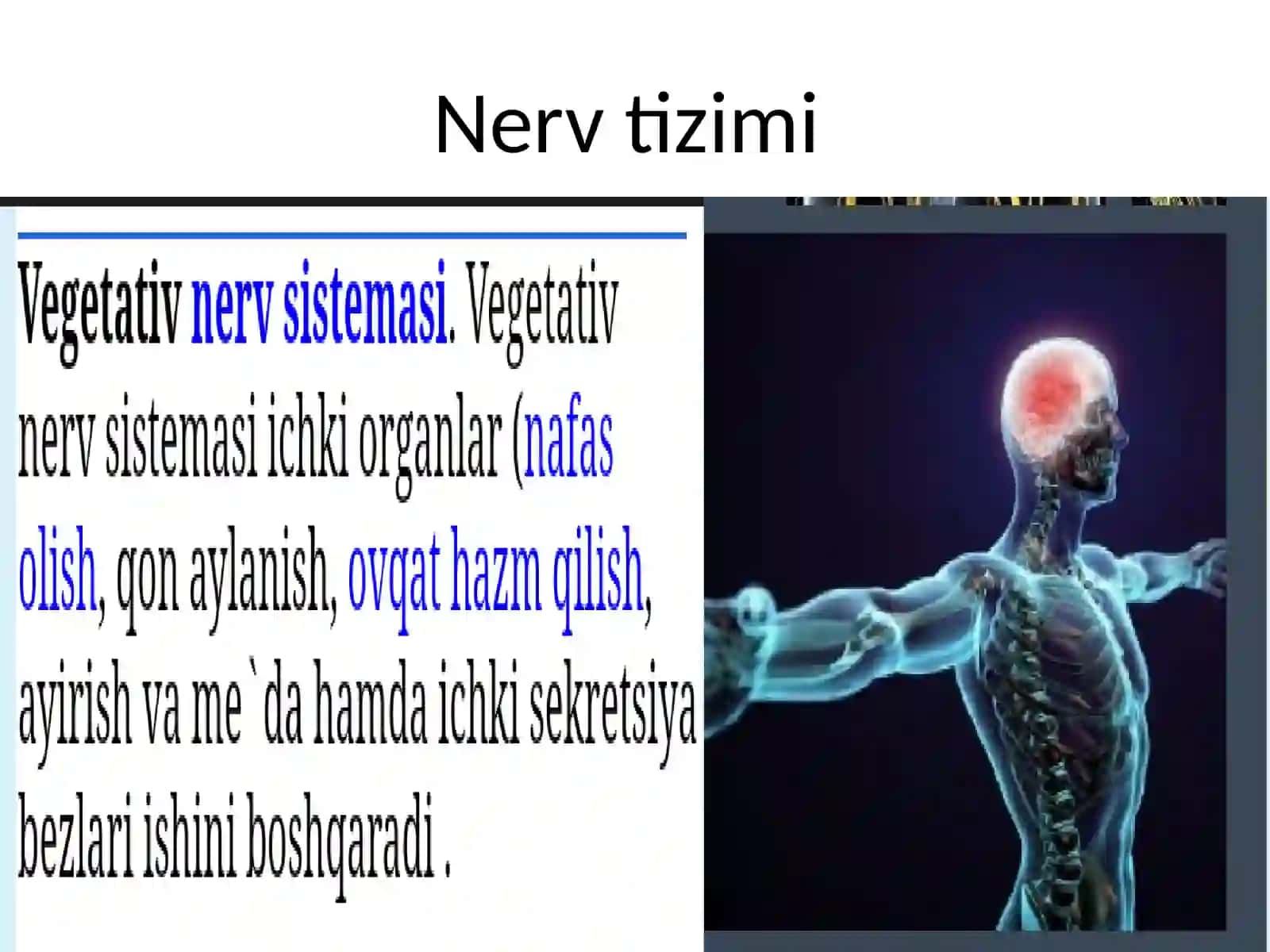 Vegetativ nerv sistemasi 2