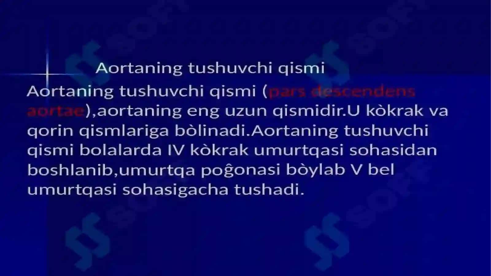 Qorin va yurak aortasi 2