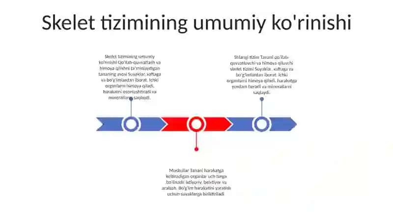 Skelet tizimining umumiy ko'rinishi 2