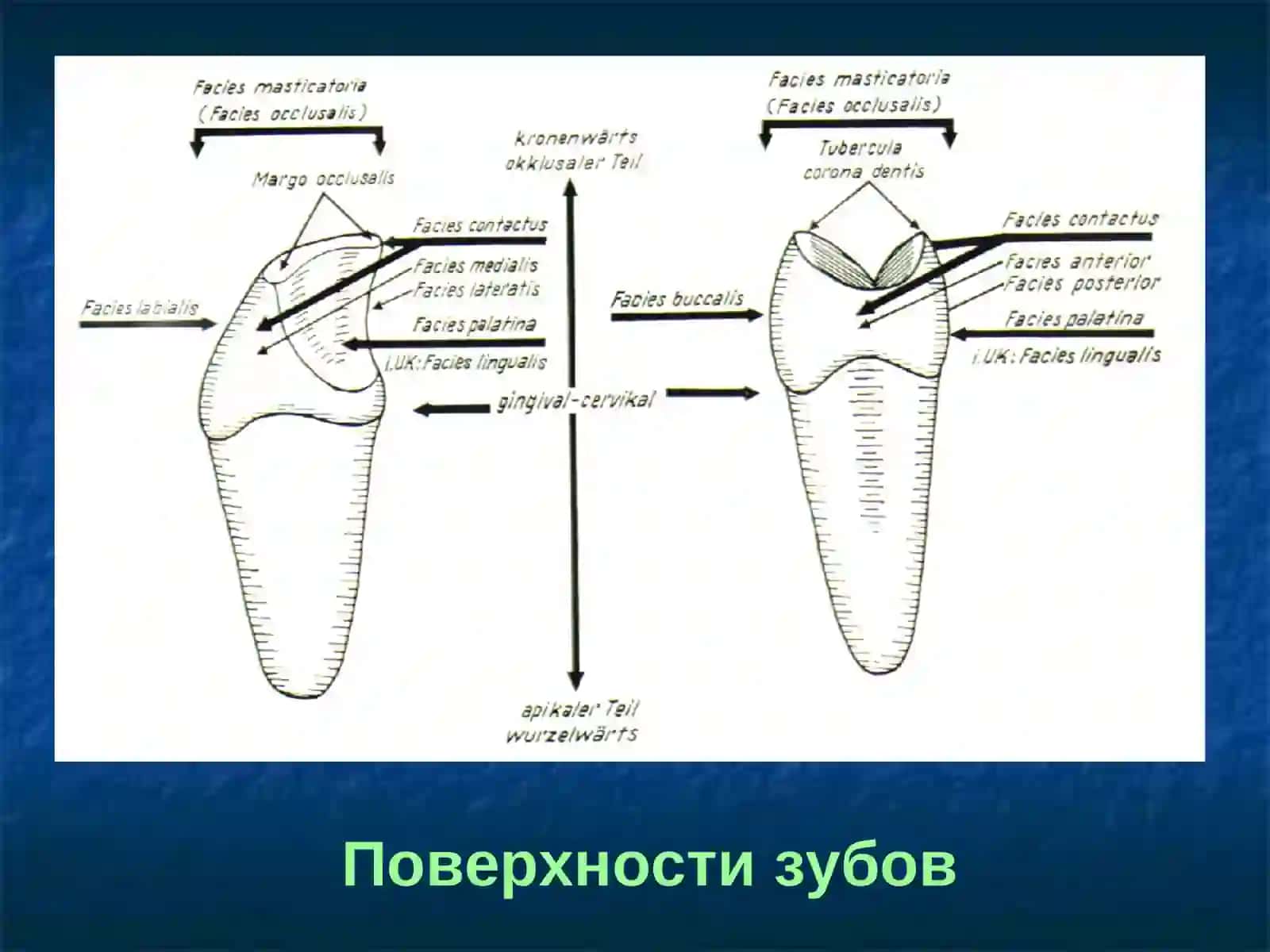 Строение зубных рядов, Окклюзия, Артикуляция. Виды прикусов 2