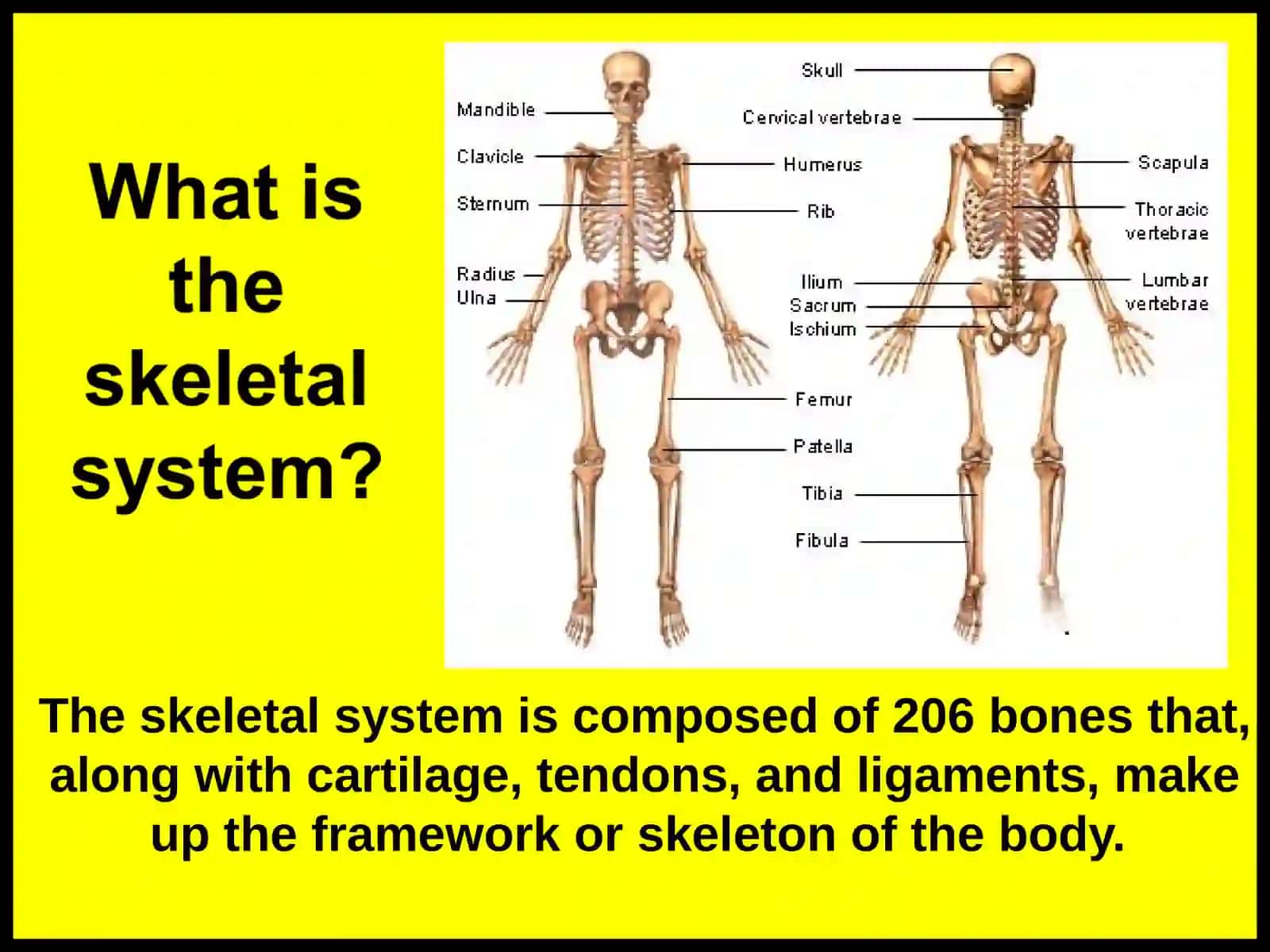 Skeletal system 2
