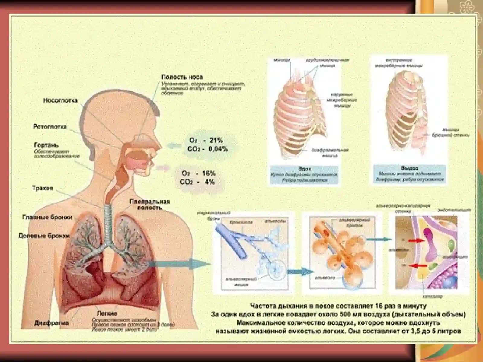 Nafas fiziologiyasi 2