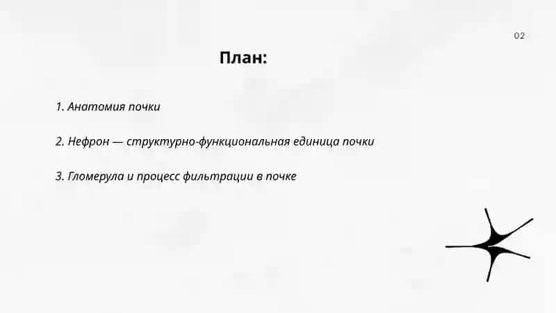 Почка 2
