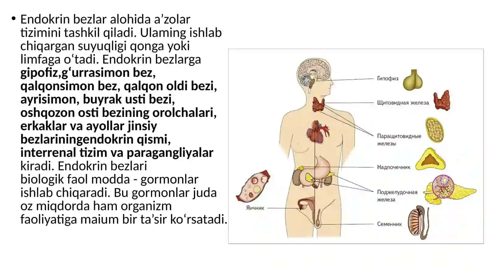 qalqonsimon. qalqon orqa. ayrisimon. meda osti bezlari 2