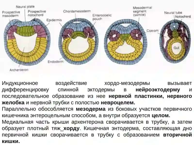 Нейруляция ланцетника 2