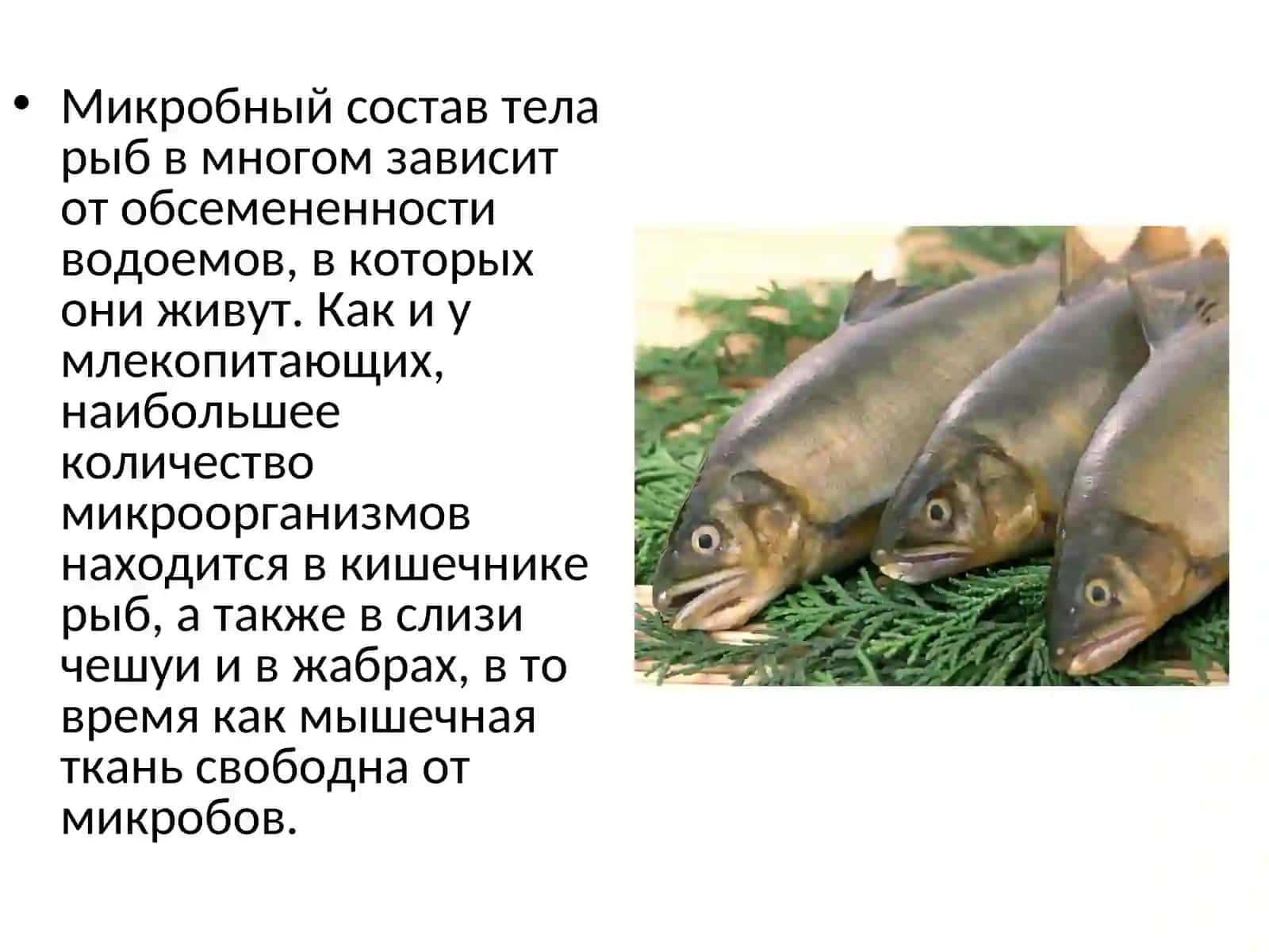 МИКРОФЛОРА РЫБЫ И ПРОДУКТОВ ИЗ РЫБЫ 2