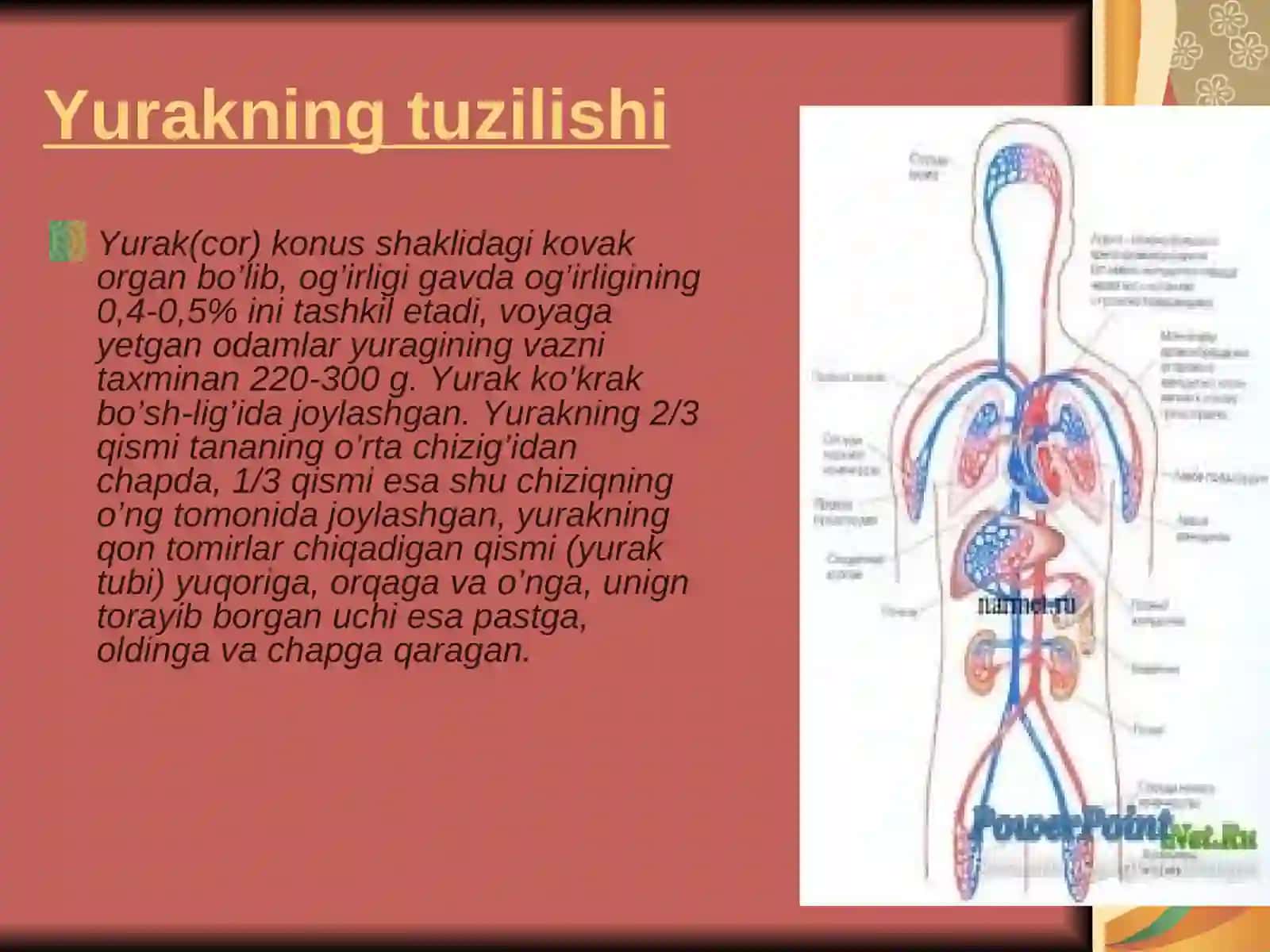 Yurak 2