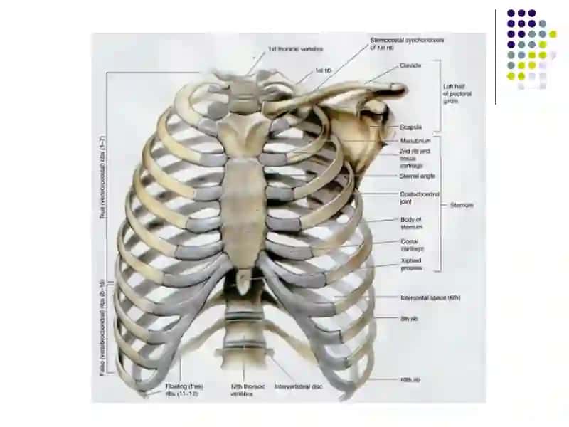 Сlinical anatomy of the chest and mammary gland 2