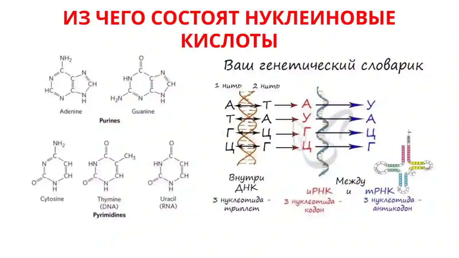 Выравнивание биологических последовательностей 2
