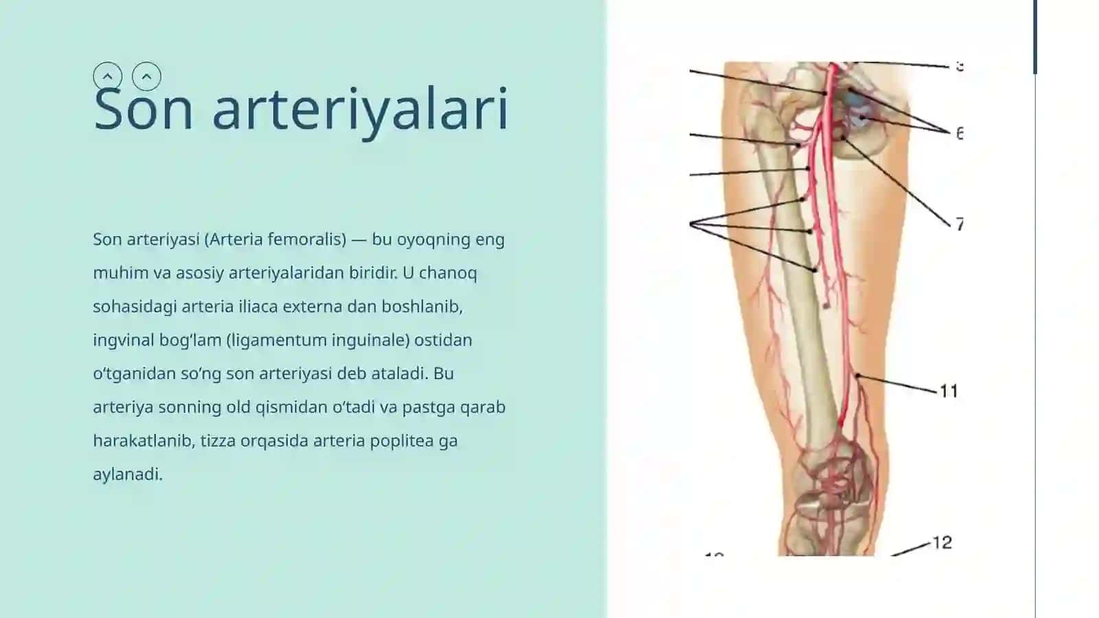 Oyoq Arteriyalari 2