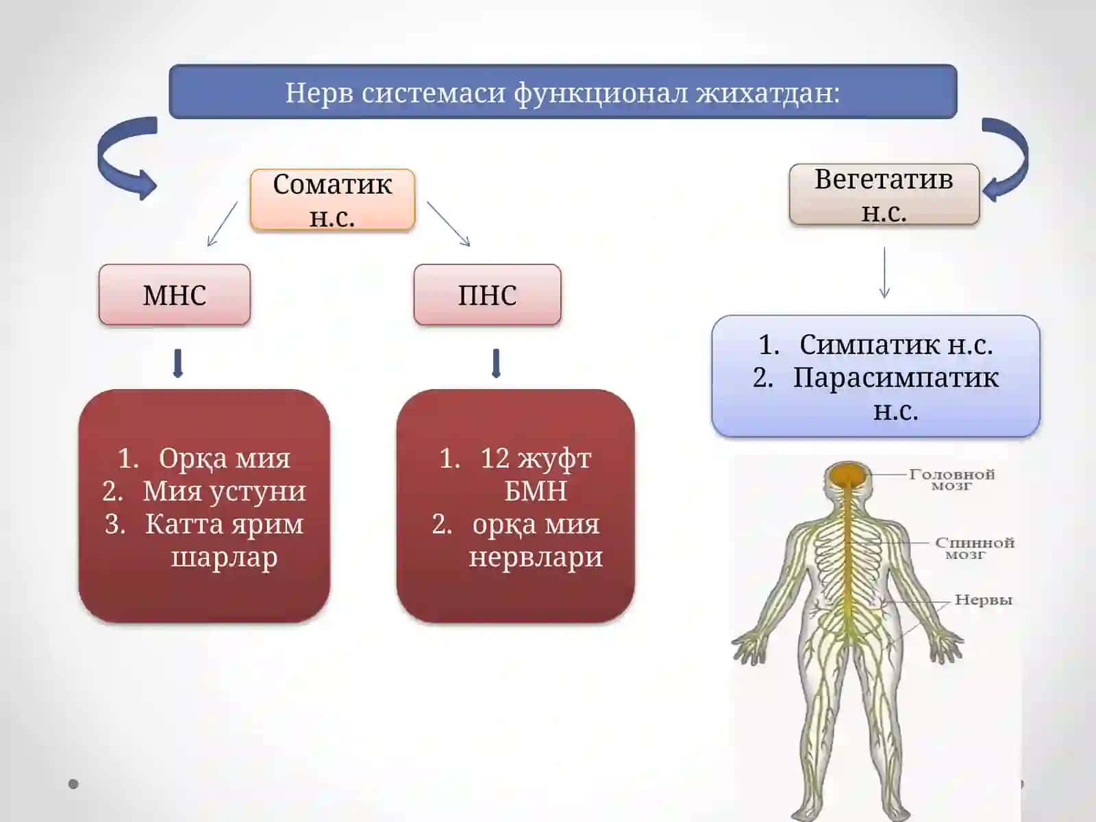 Нервсистемасининг(орқа мия, узунчоқ мия, ретикуляр формация)физиологияси 2