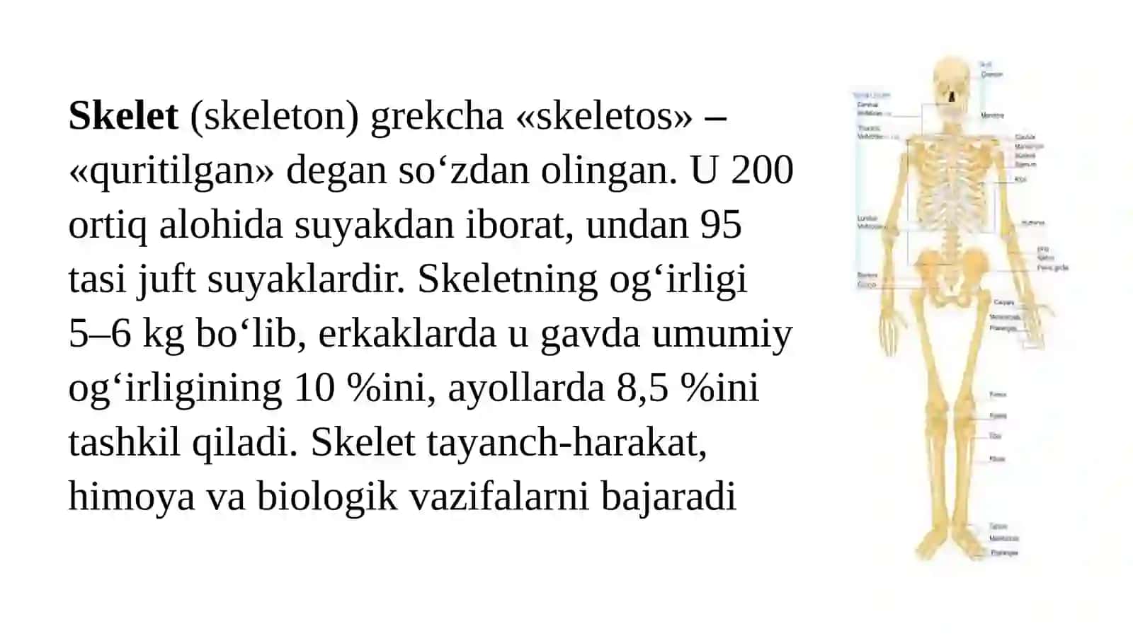 Suyaklarning tuzilishi va turlari 2