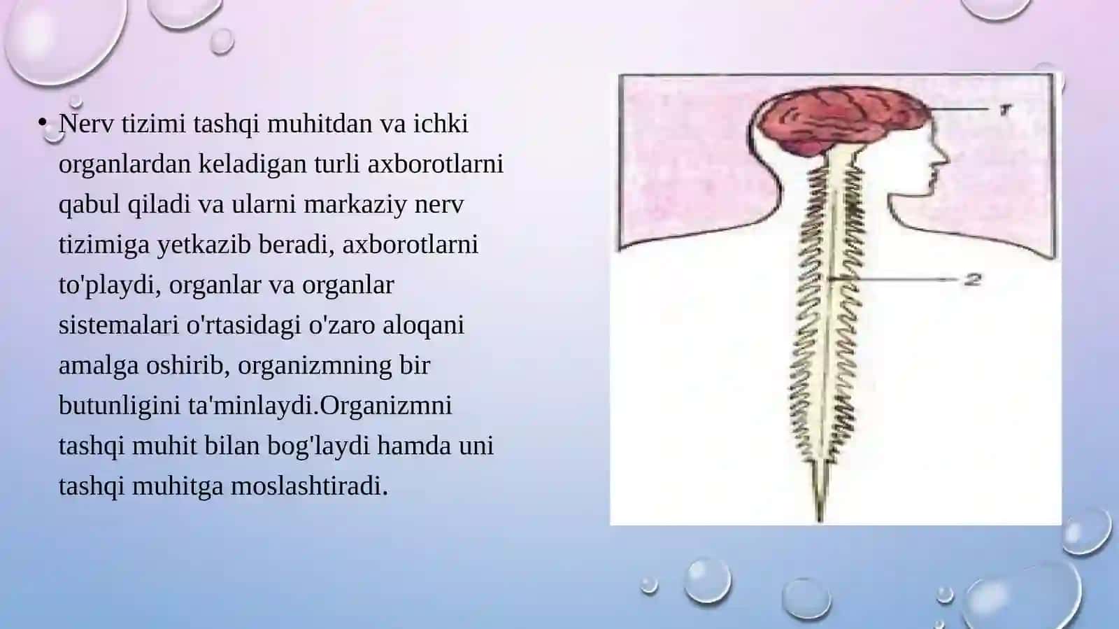 Nerv sistemasining ahamiyati 2