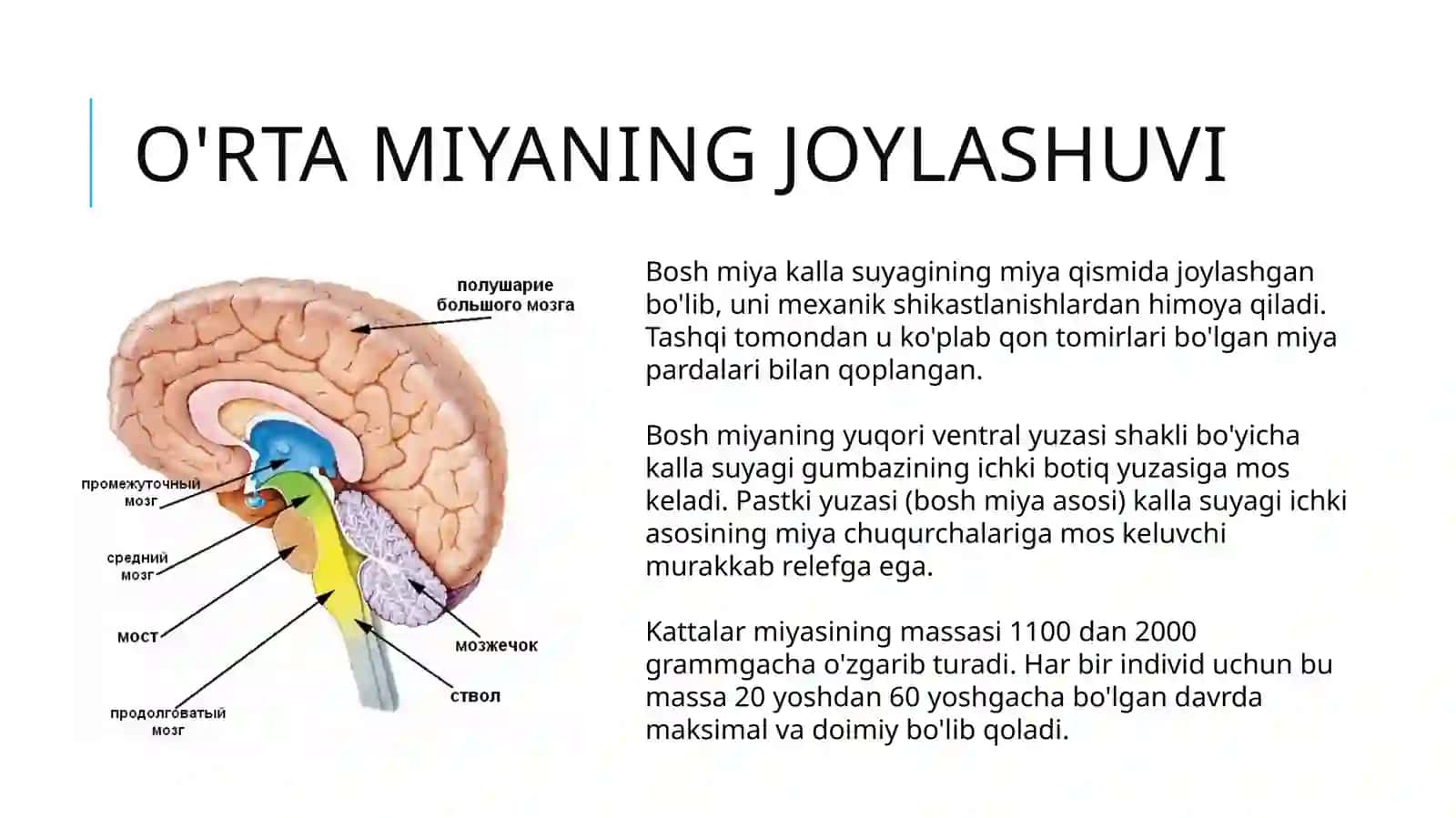 O'rta miya tuzilishi va funksiyalari 2
