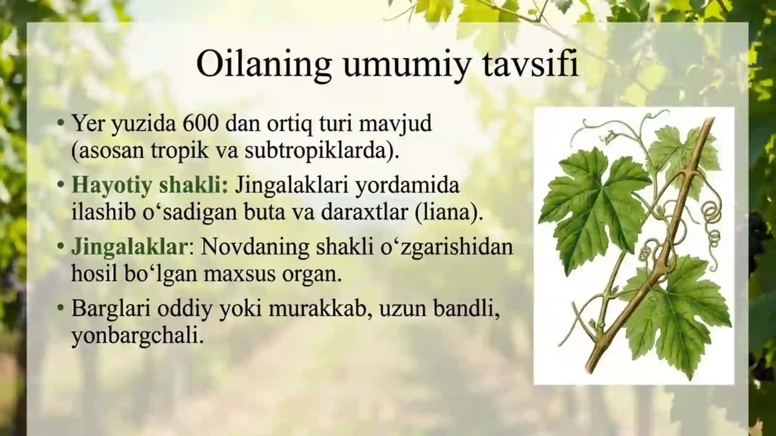 Tokdoshlar oilasi 2