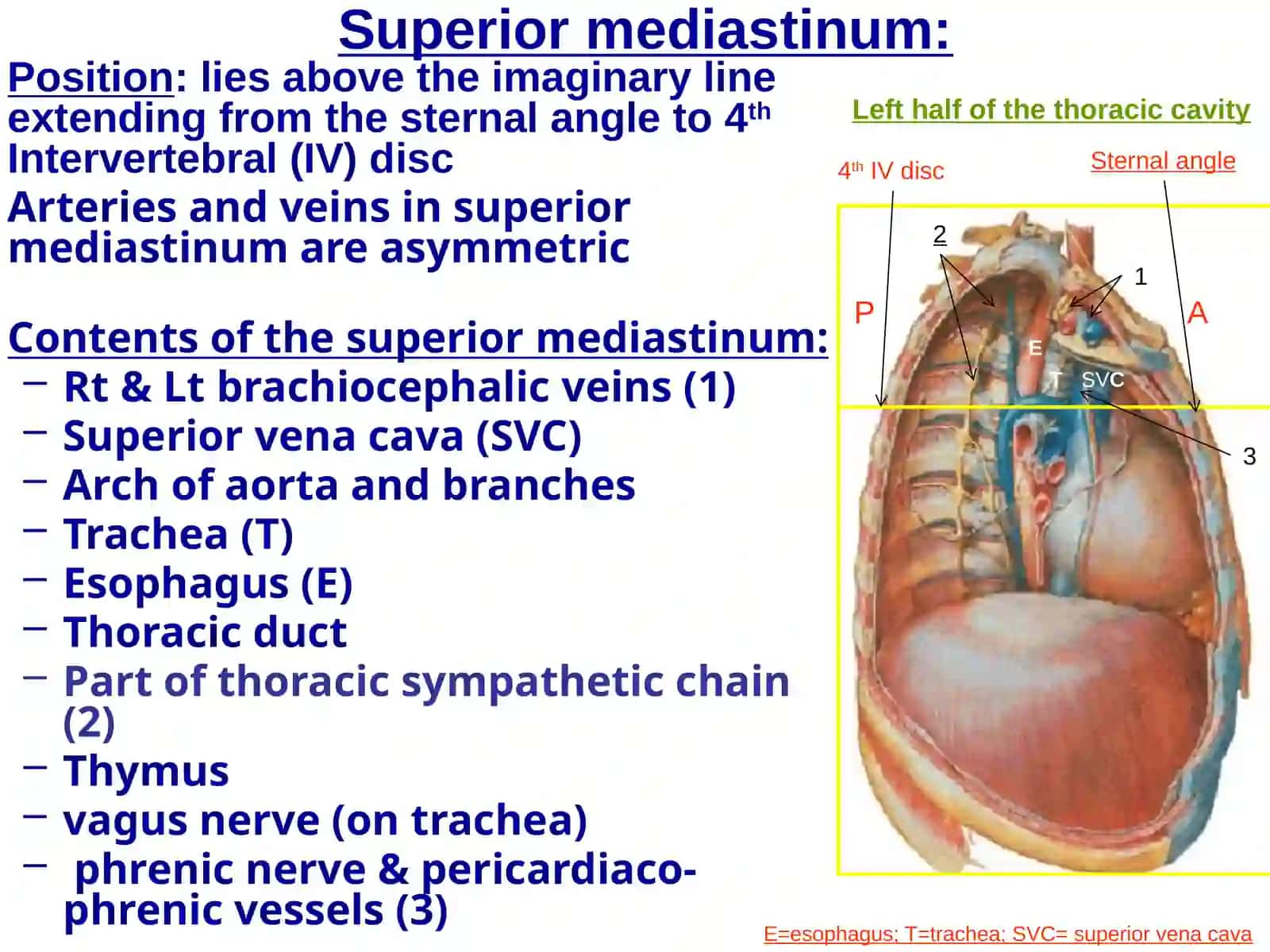 Superior, Anterior & posterior mediastinum and autonomic nerves of the thorax 2