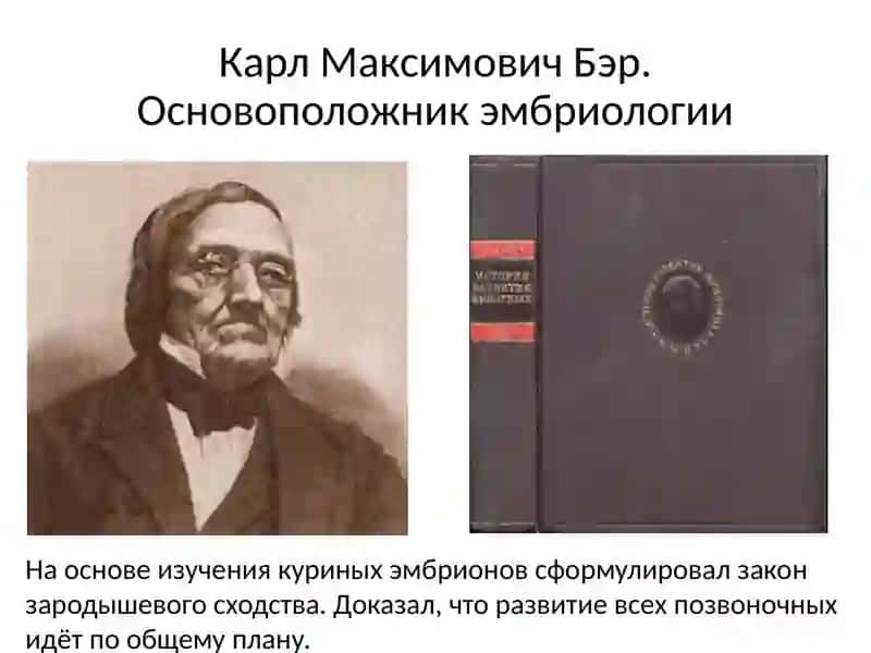 Индивидуальное развитие организмов. Онтогенез 2