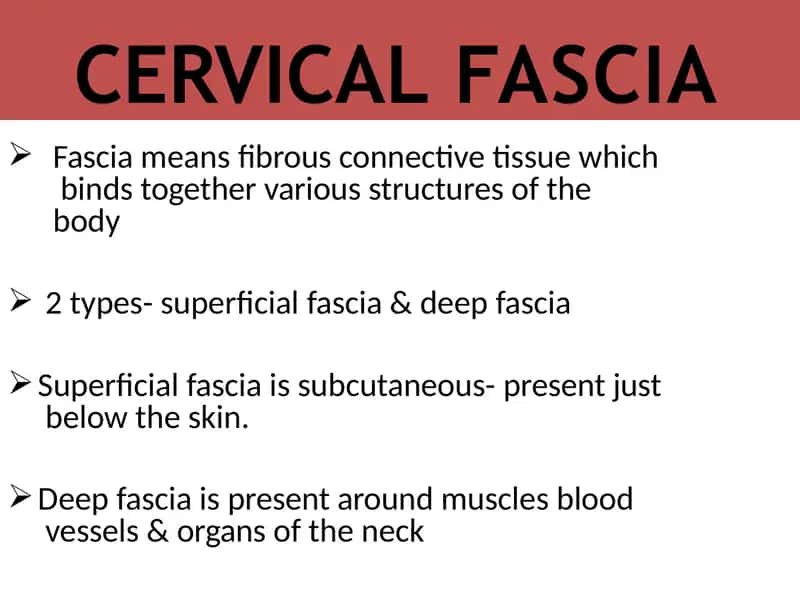 Cervical Fascia 2