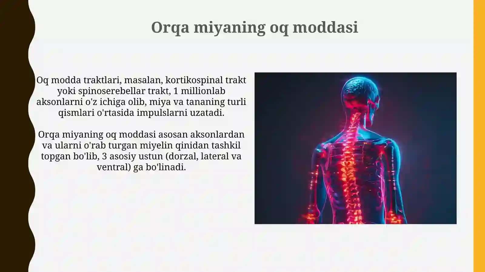 Asab tizimi.Markaziy va periferik nerv tizimi va orqa miya uning tuzilishi 3