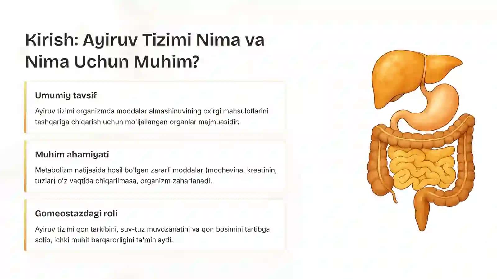 Ayiruv Tizimining Anatomiyasi va Fiziologiyasi 3
