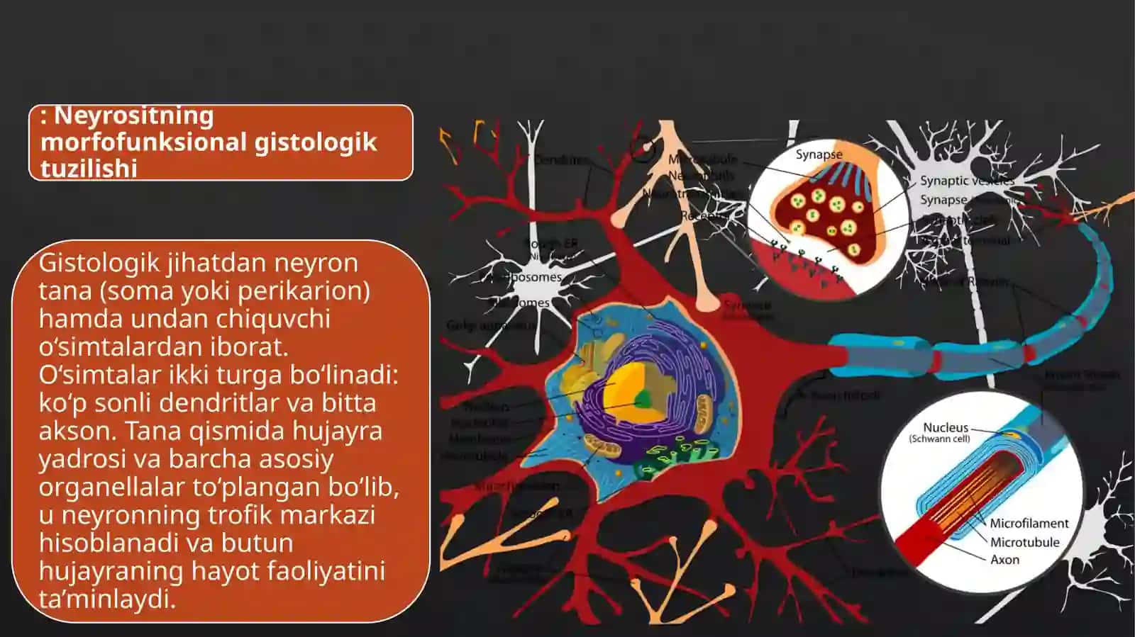 Gistologiya, Sitologiya va Embrionologiya 3