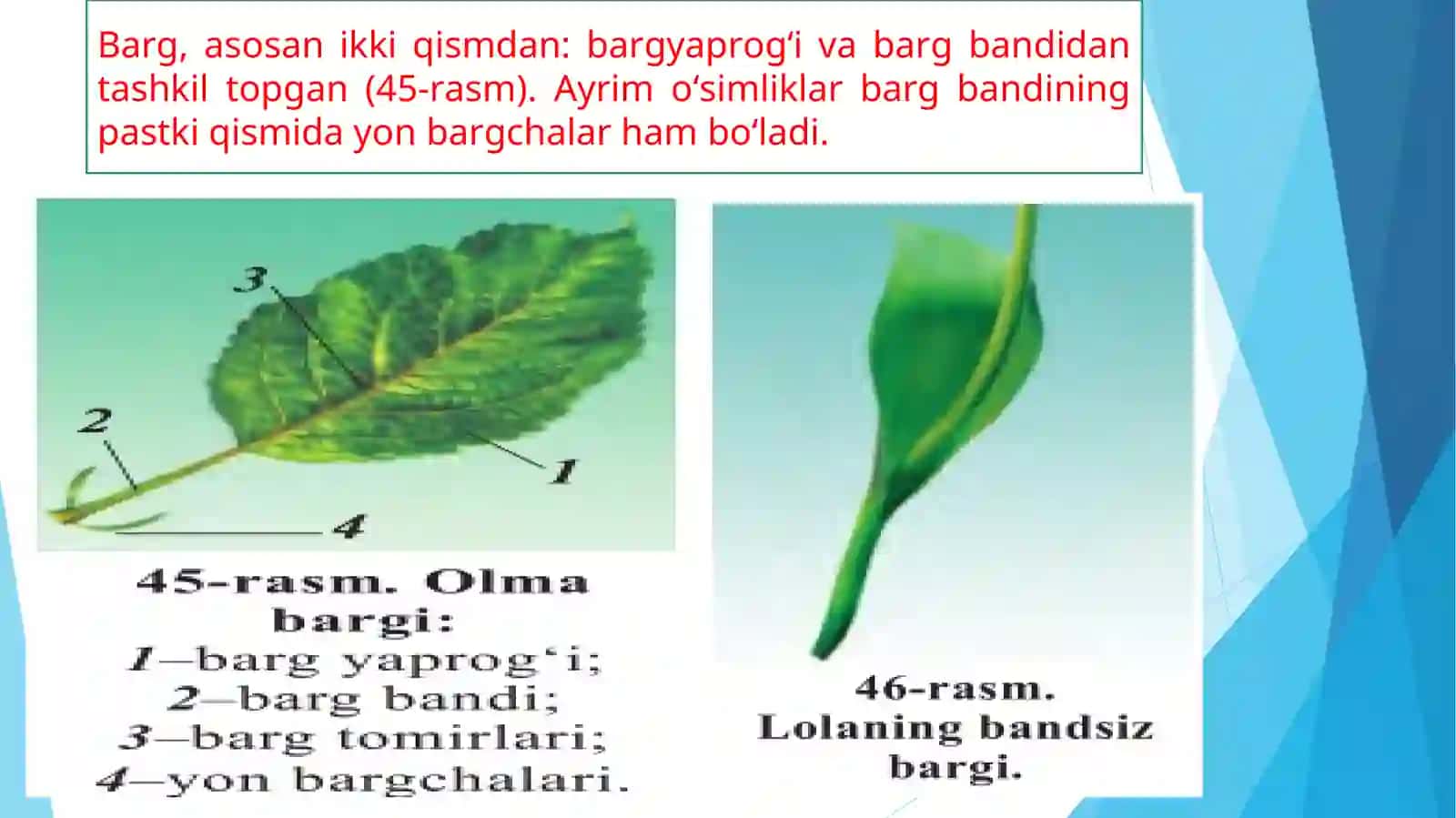 Barg vazifasi, morfologiyasi va anatomik tuzulishi 3