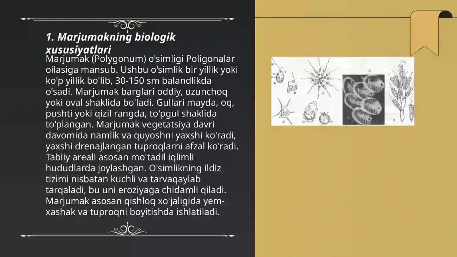 Marjumak morfologiyasi va sistematikasi 3
