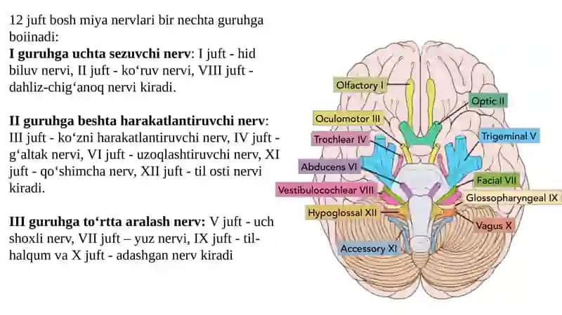 Boshmiyanervlarining hosil bo‘lishi 3
